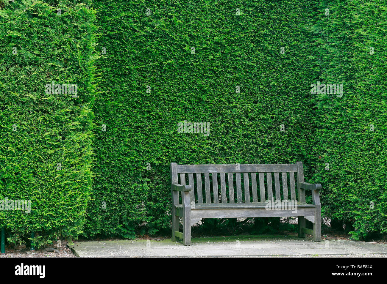 Thuja hedge and bench, Hyde Hall Garden, United Kingdom Stock Photo