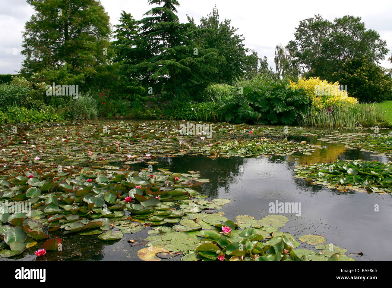 Lake with waterlilies, Hyde Hall Garden, United Kingdom Stock Photo