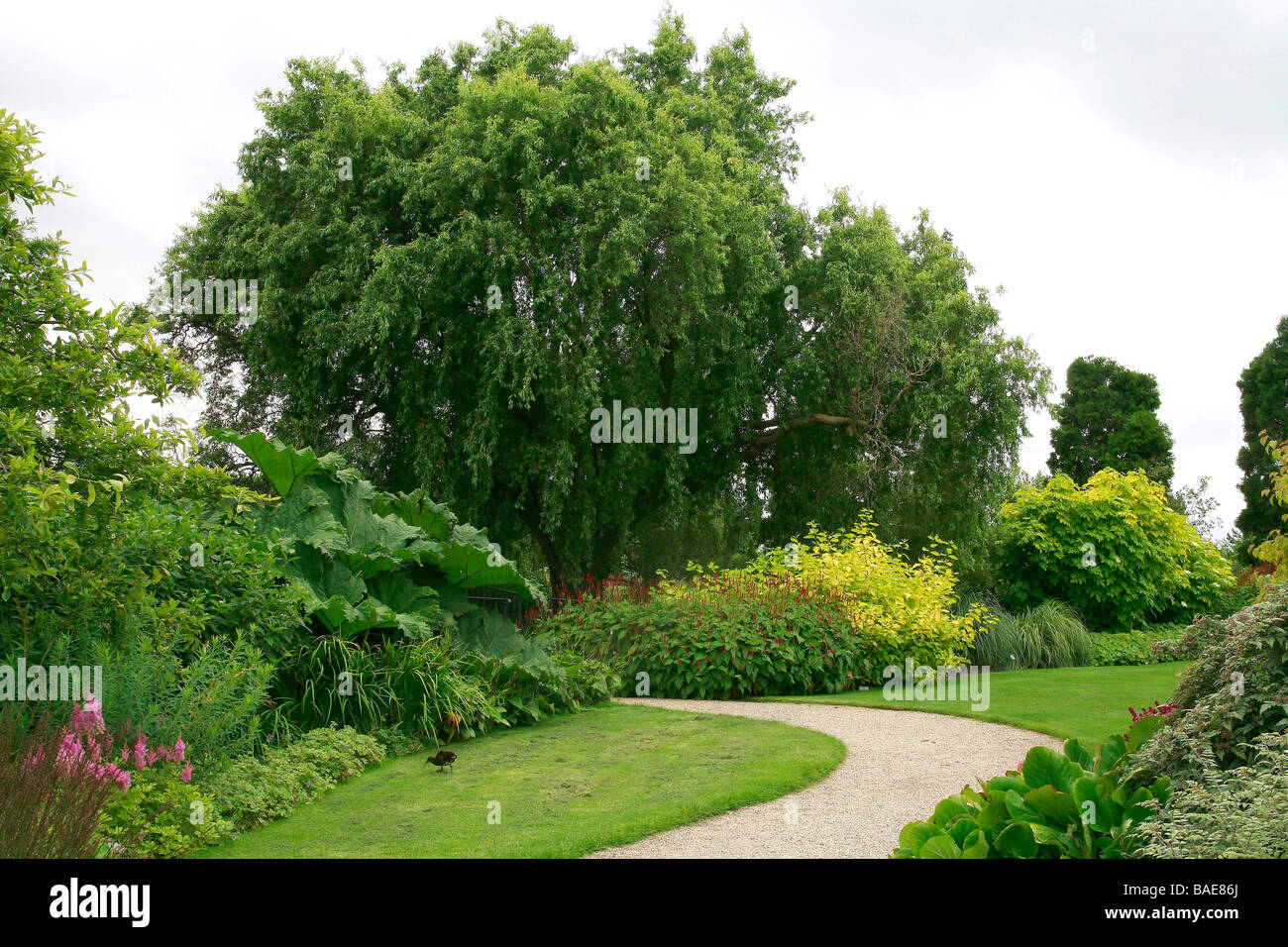 Salix, Hyde Hall Garden, United Kingdom Stock Photo