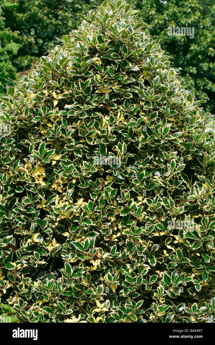 alocasia dragon scale aurea variegata Alocasia Dragon Scale Aurea Variegated main image 0