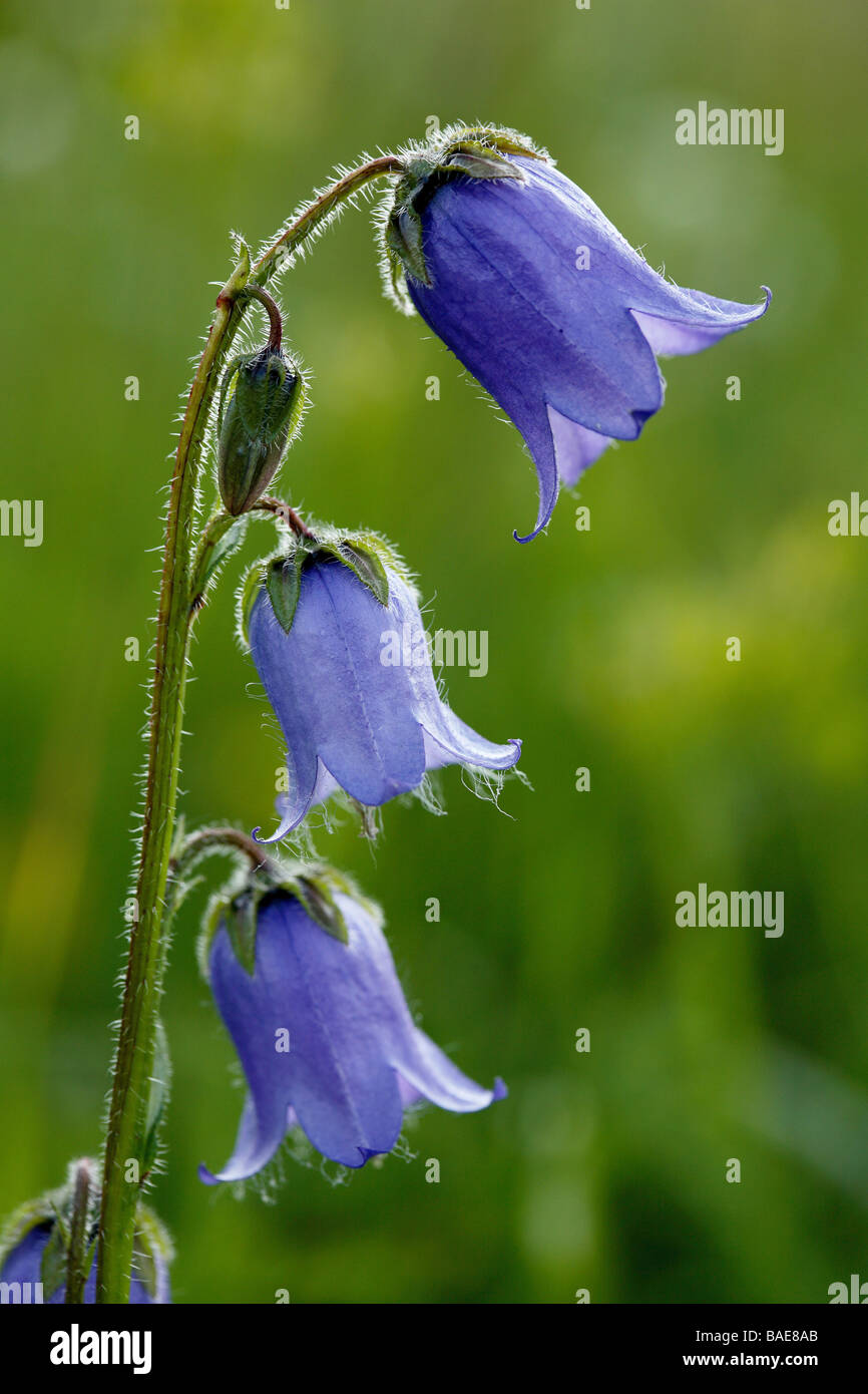 Campanula barbata, Trentino, Italy Stock Photo