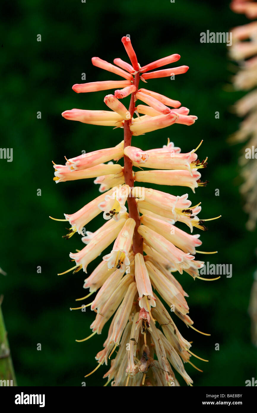 Kniphofia "Jenny Bloom" Stock Photo
