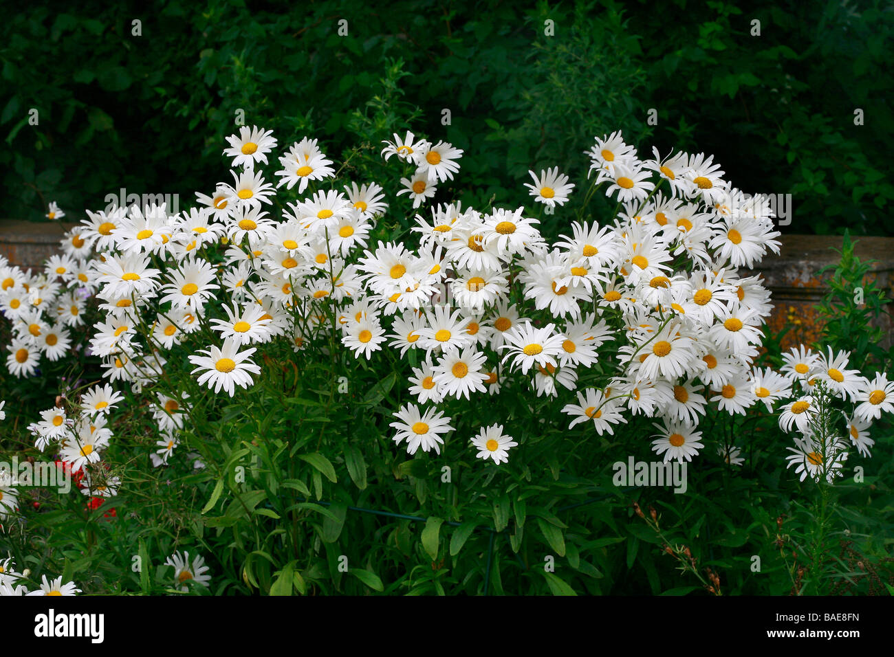 Leucanthemum x superbum 'Reine de Mai' Stock Photo