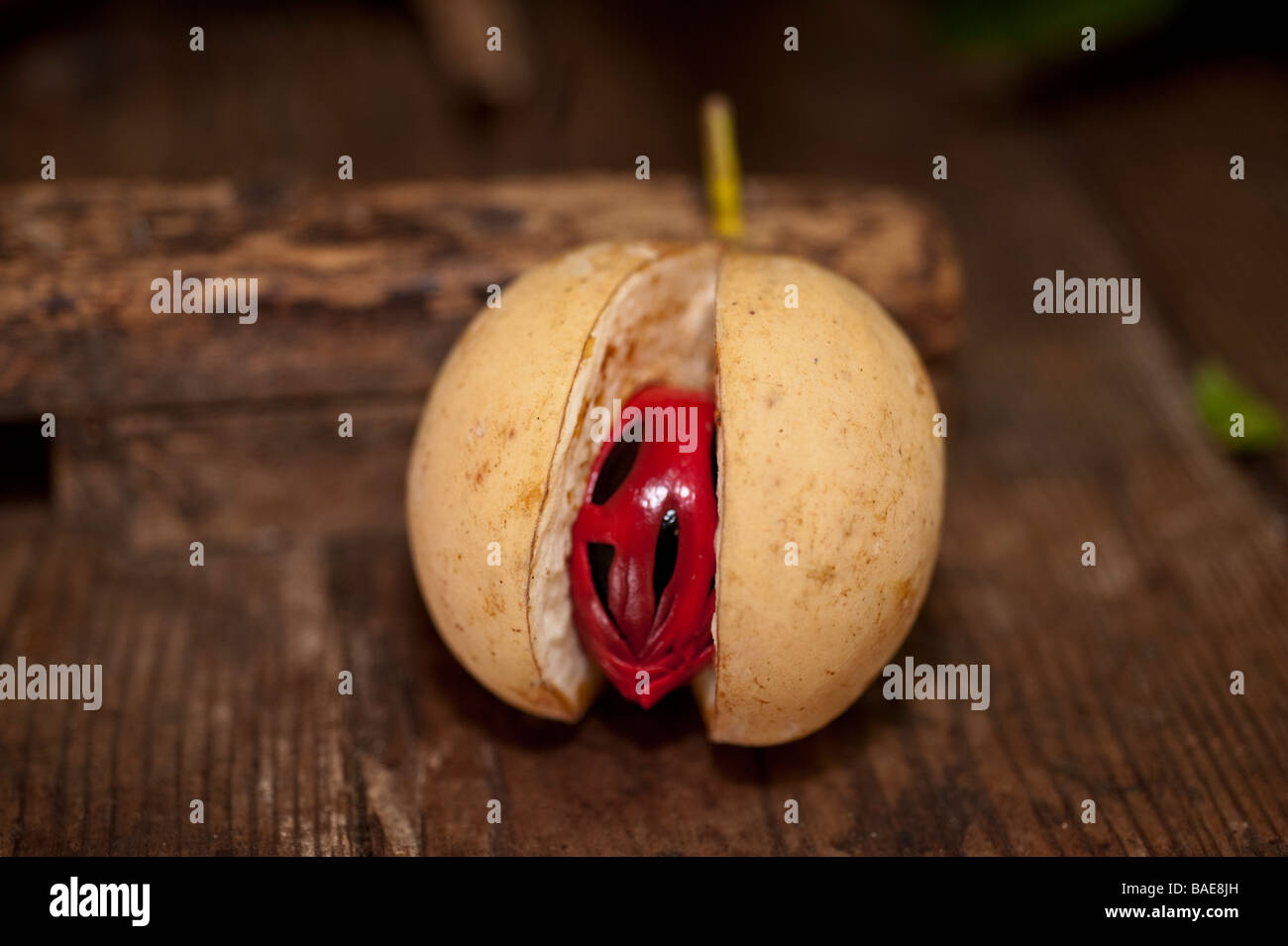 Nutmeg mace myristica fragrans seeds hi-res stock photography and ...