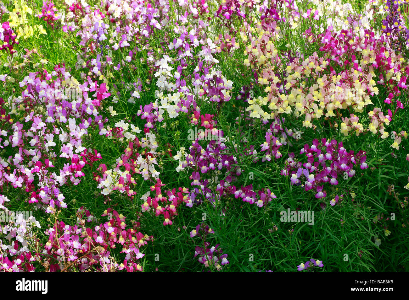 Linaria maroccana 'Fairy Bouquet' Stock Photo