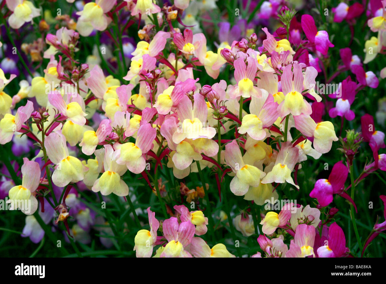 Linaria maroccana 'Fairy Bouquet' Stock Photo