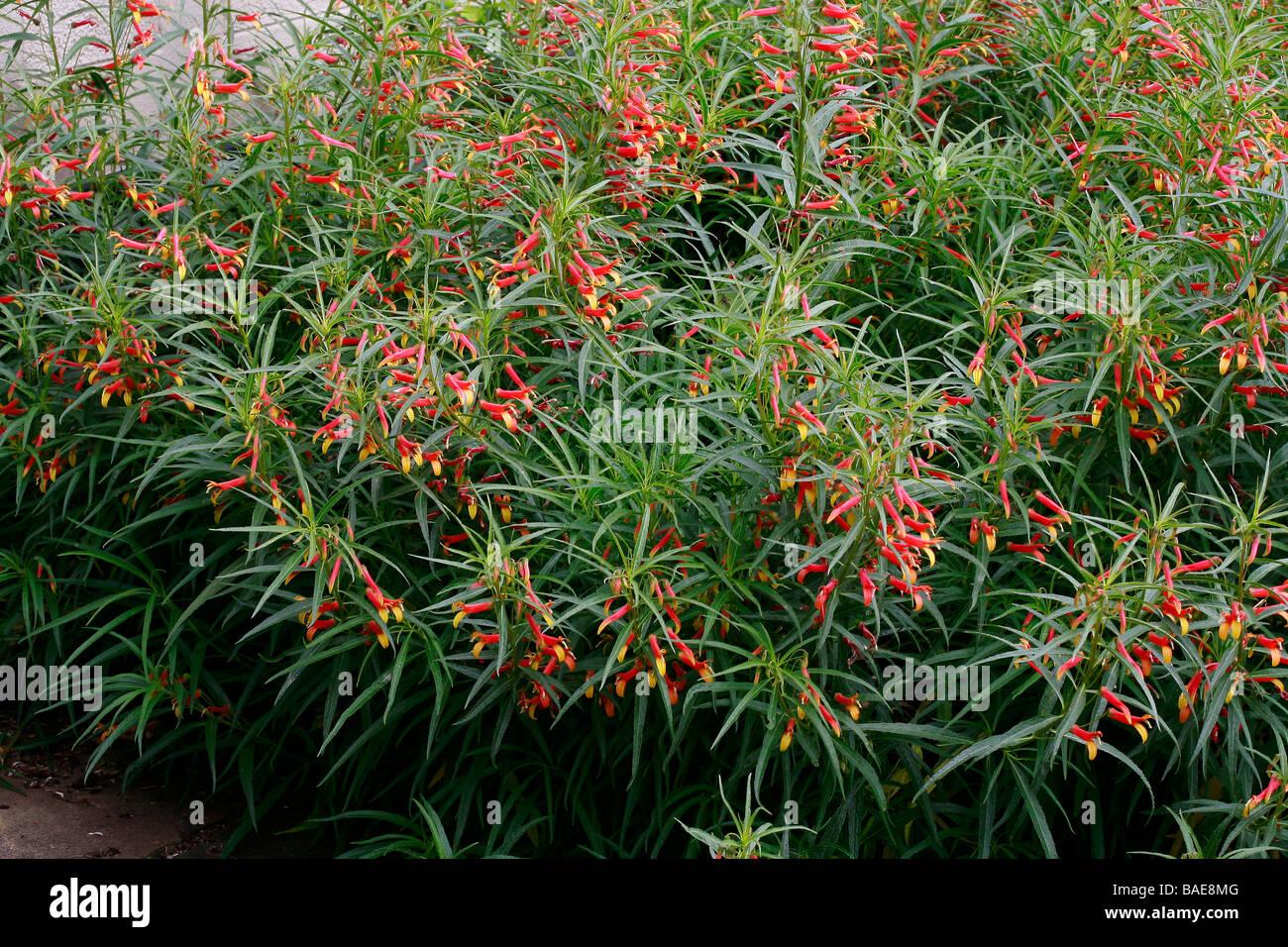Lobelia laxiflora var. angustifolia Stock Photo