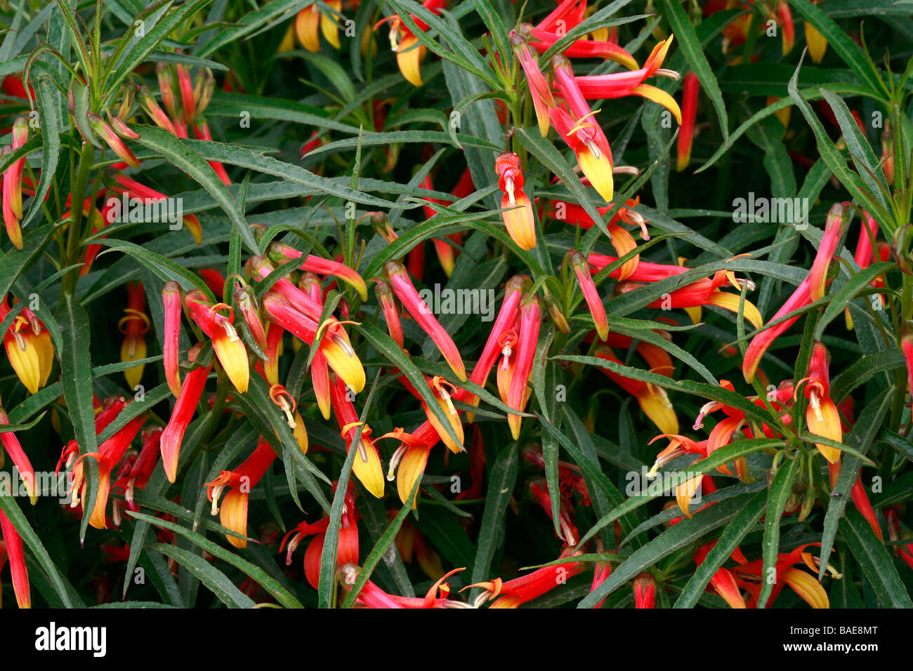 Lobelia laxiflora var. angustifolia Stock Photo