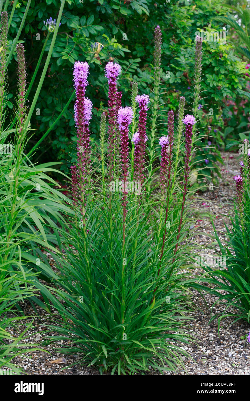 Liatris spicata Stock Photo