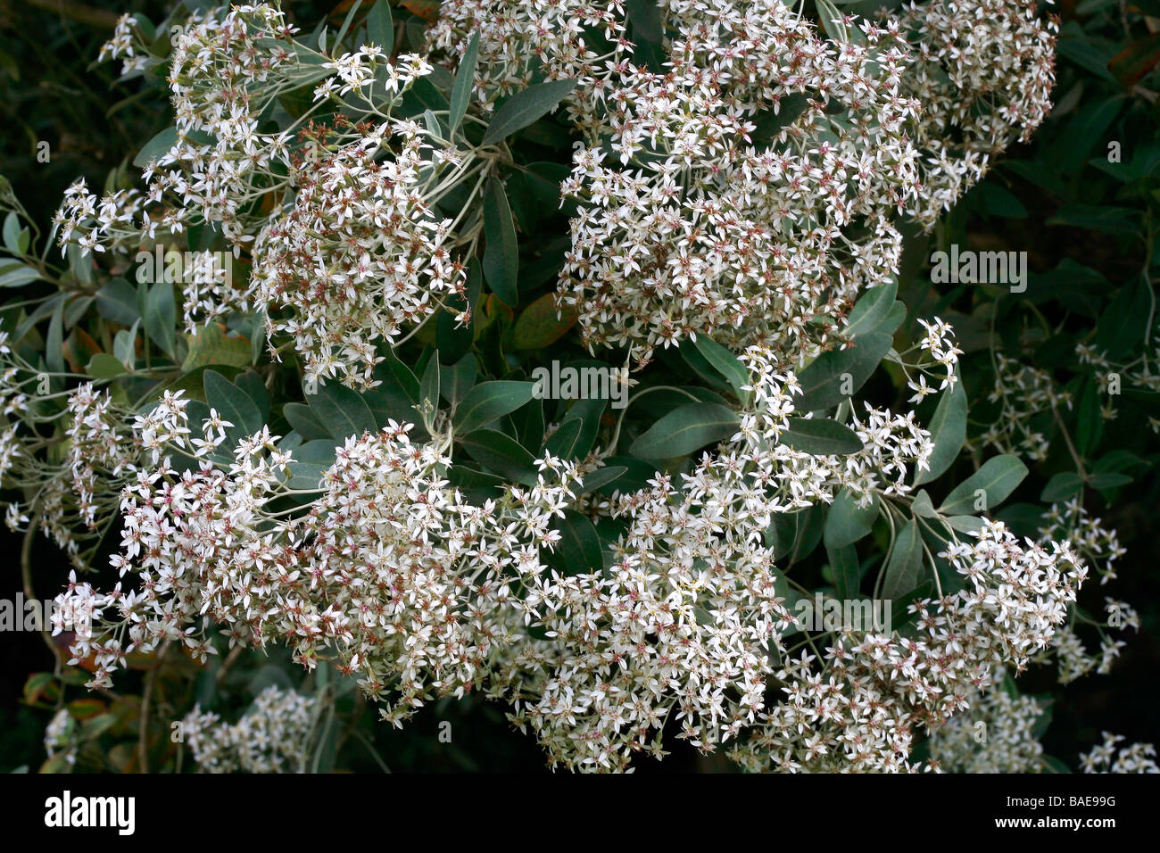 Olearia x oleifolia Stock Photo