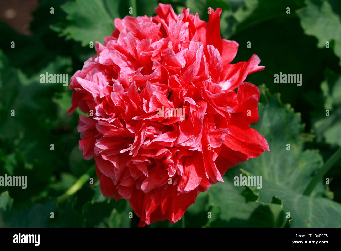 Papaver "Red Carnation" Stock Photo
