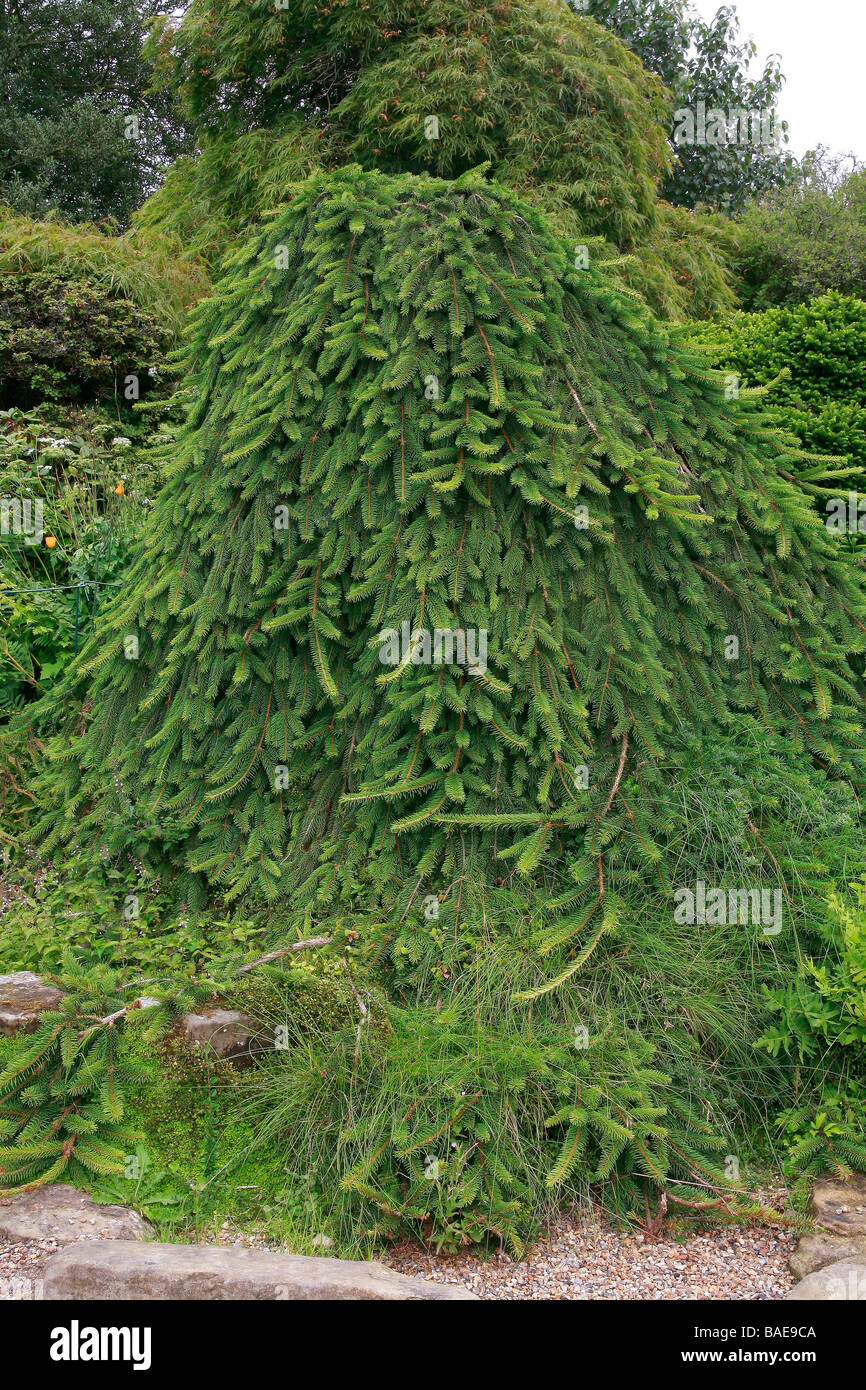 Picea abies 'Inversa' Stock Photo