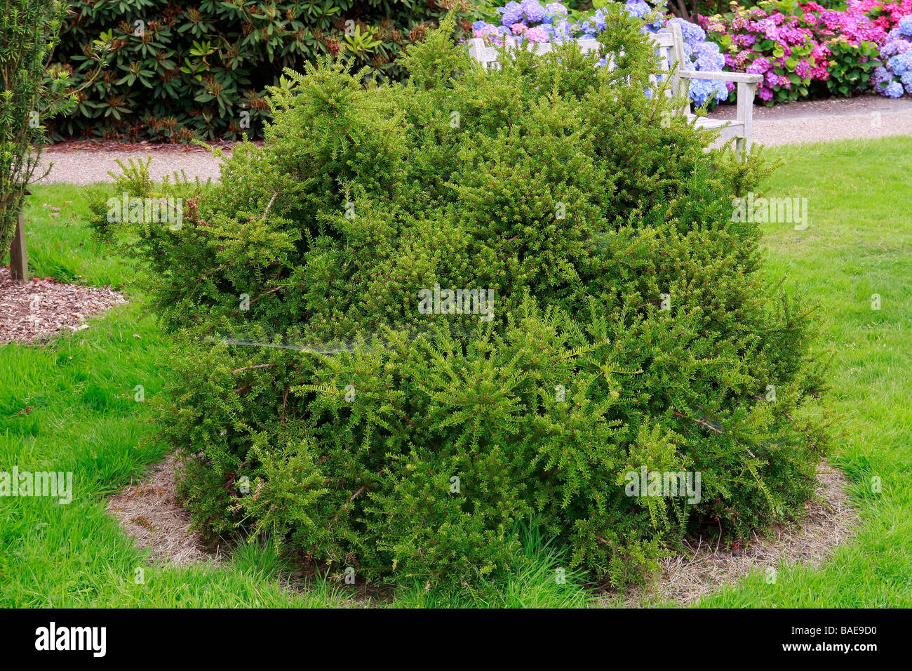 Podocarpus nivalis Stock Photo