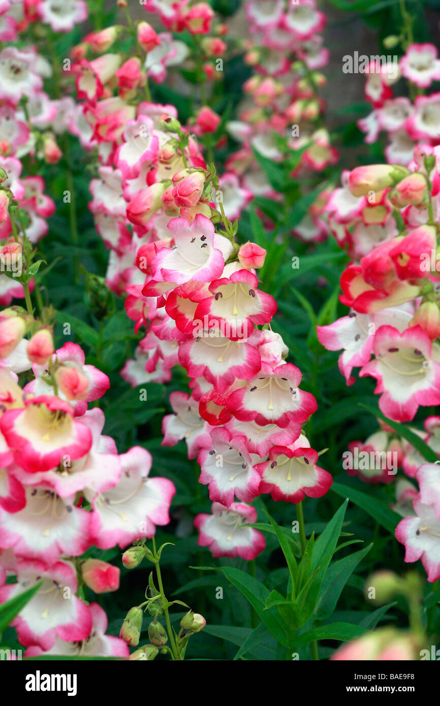 Penstemon "Osprey" Stock Photo