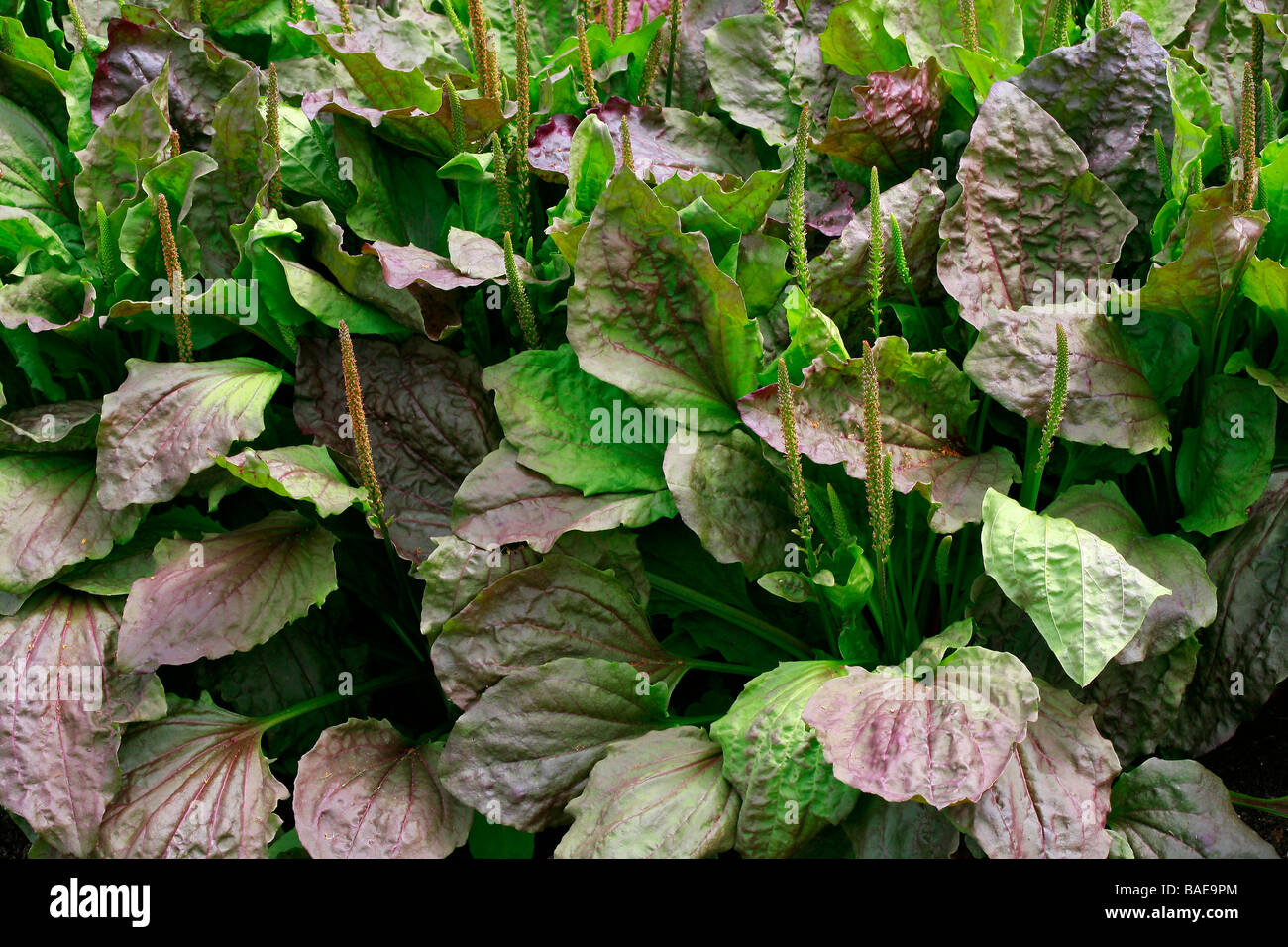 Plantago major 'Rubrifolia', plantain Stock Photo