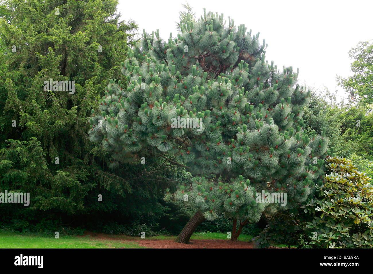 Pinus montezumae var. rudis Stock Photo
