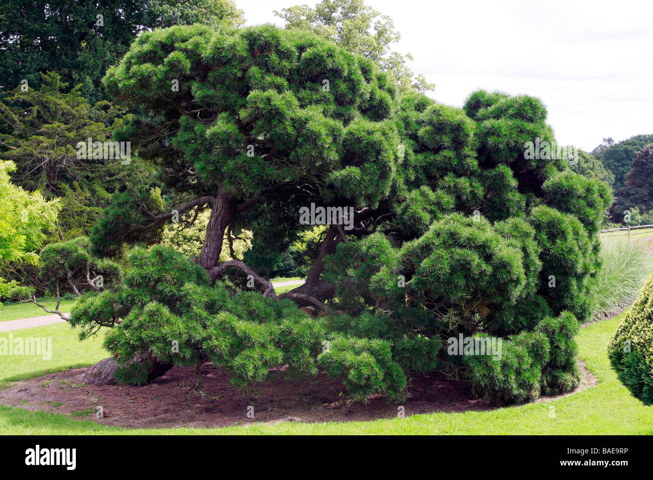 Pinus sylvestris "Moseri" Stock Photo