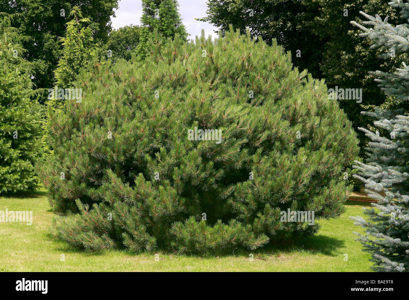Pinus nigra 'Brepo' Stock Photo