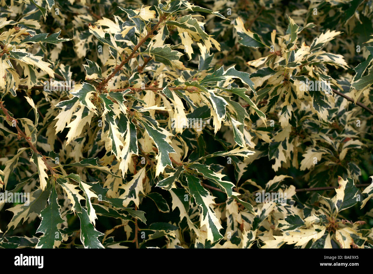 echte künstliche weihnachtsbäume Weihnachtsbaum aus 100 % Spritzguss – 210 cm main image 0