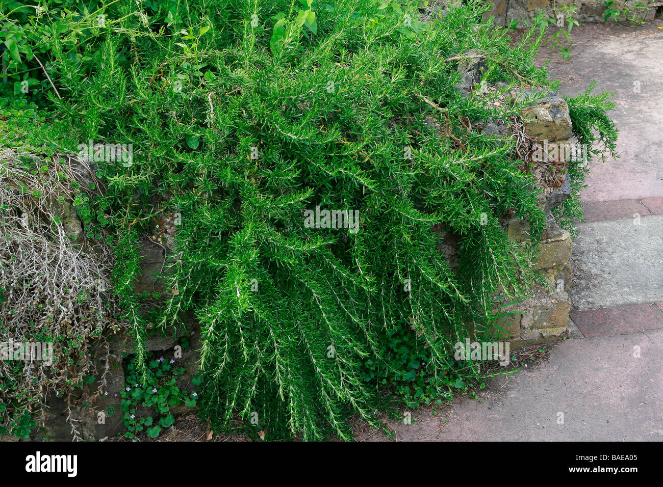Rosmarinus officinalis "Prostratus Stock Photo - Alamy