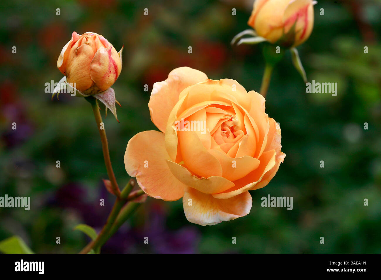English rose "Golden Celebration Stock Photo Alamy