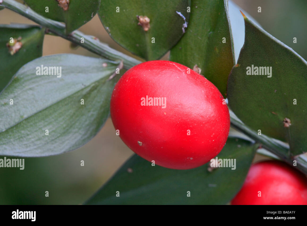 Ruscus aculeatus Stock Photo - Alamy