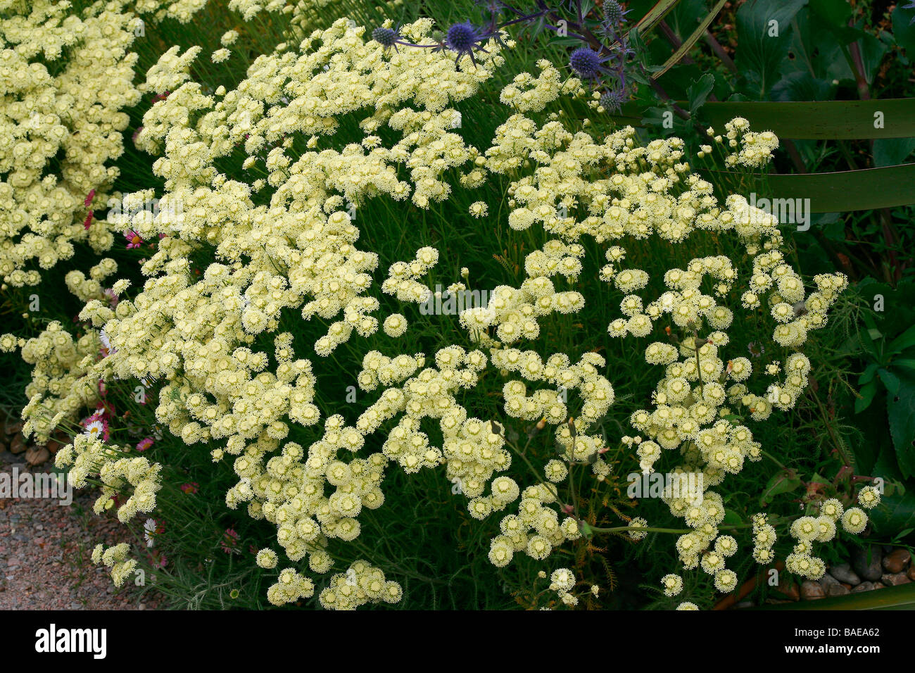 Santolina pinnata ssp. neapolitana "Sulphurea" Stock Photo