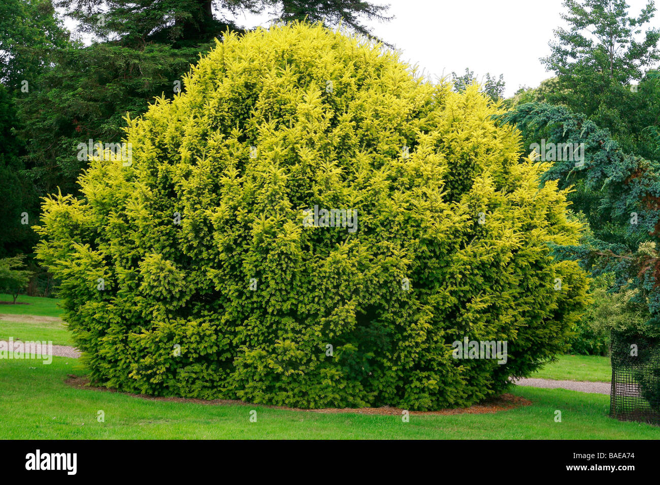Taxus baccata 'Aurea' Stock Photo