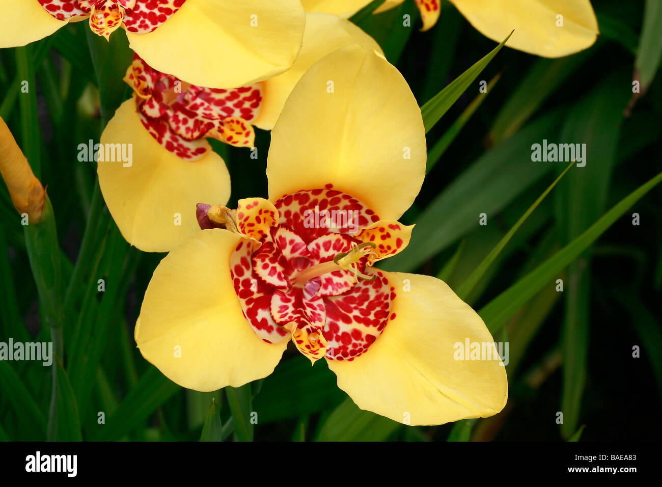 Tigridia pavonia 'Aurea' Stock Photo