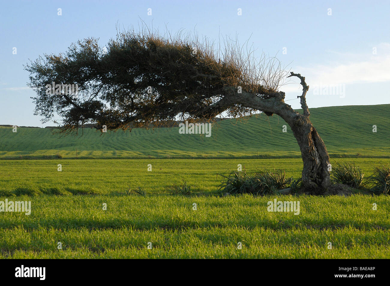 Cork Oak tree, Quercus, Sardinia, Italy Stock Photo Alamy