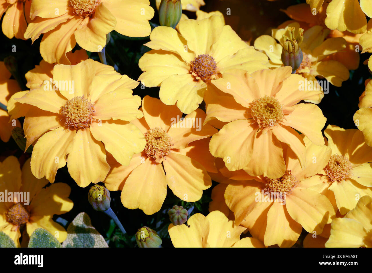 Tagetes erecta hi-res stock photography and images - Alamy