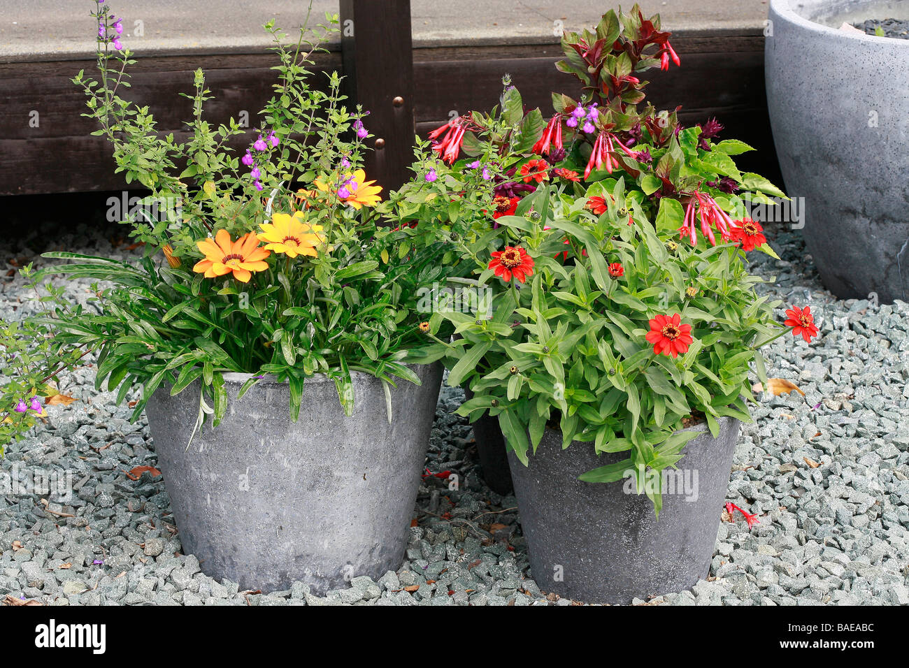 Pot with Gazania, Salvia, Zinnia, Fuchsia Stock Photo