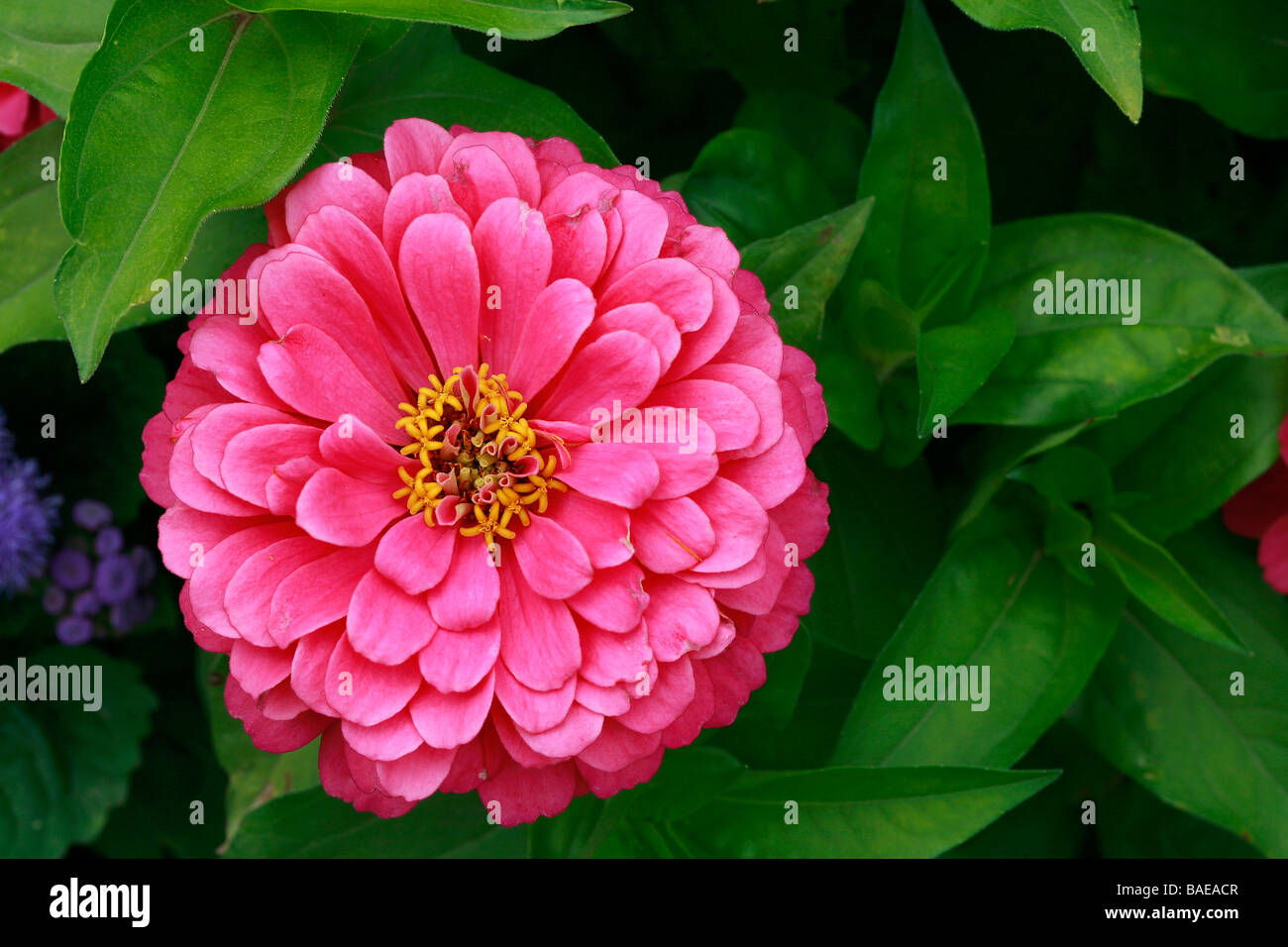 Zinnia elegans thumbelina hires stock photography and images Alamy