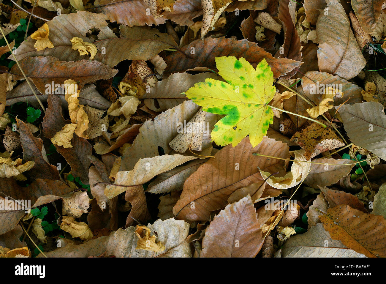 Acer pseudoplatanus leaf and Cosmos bipinnatus Arabis pumila Stock Photo