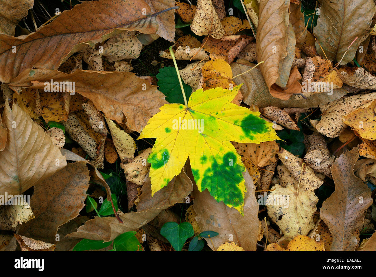 Acer pseudoplatanus leaf and Cosmos bipinnatus Arabis pumila Stock Photo