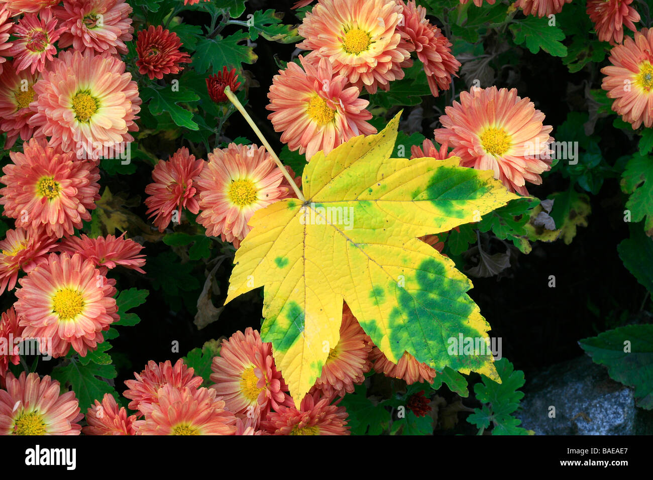 Acer pseudoplatanus leaf on chrysanthemums Arabis pumila Stock Photo