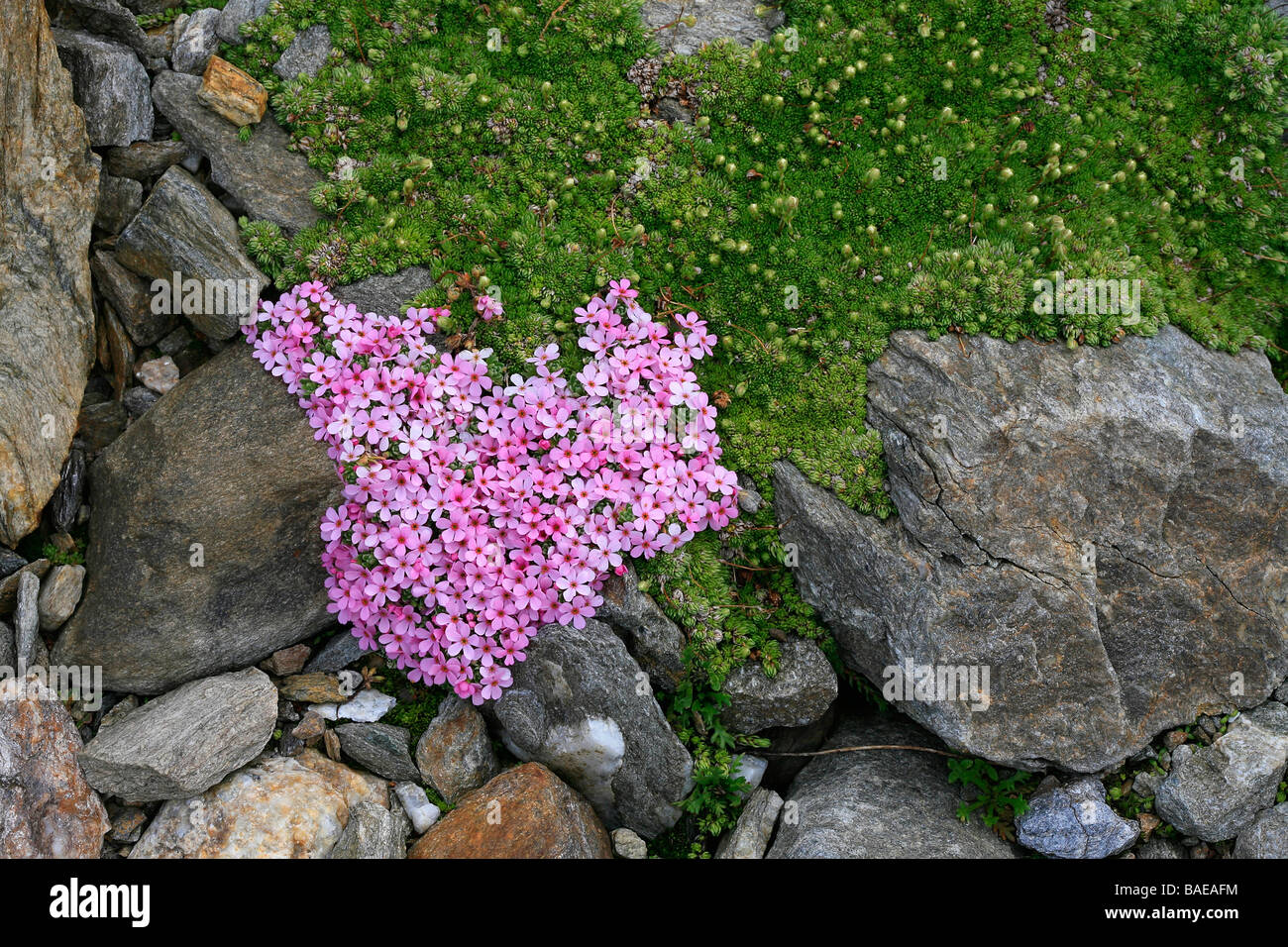 Androsace alpina Stock Photo
