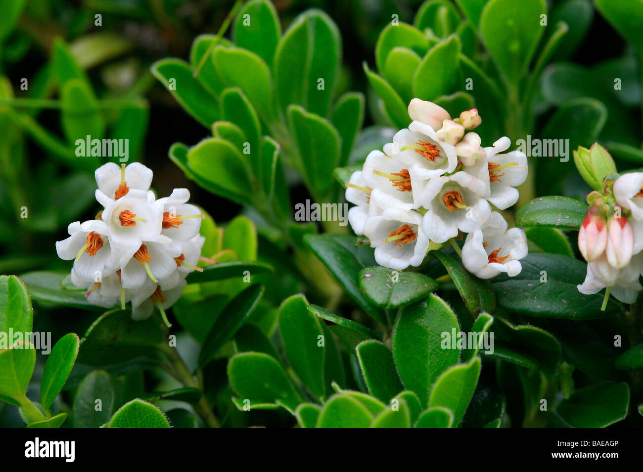 Arctostaphylos uva-ursi Stock Photo - Alamy