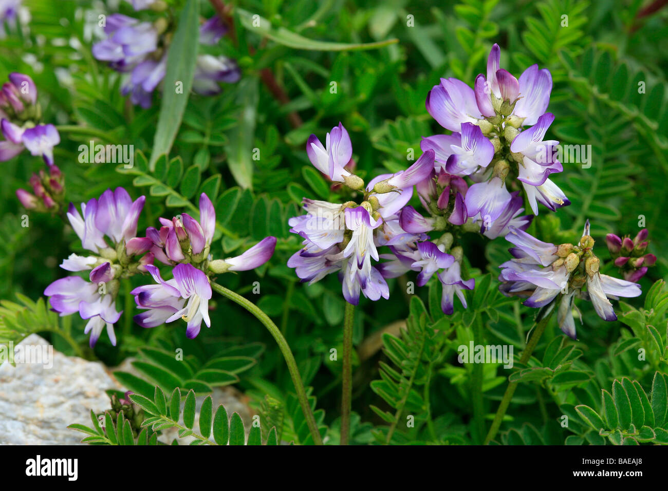 Astragalus alpinus Stock Photo