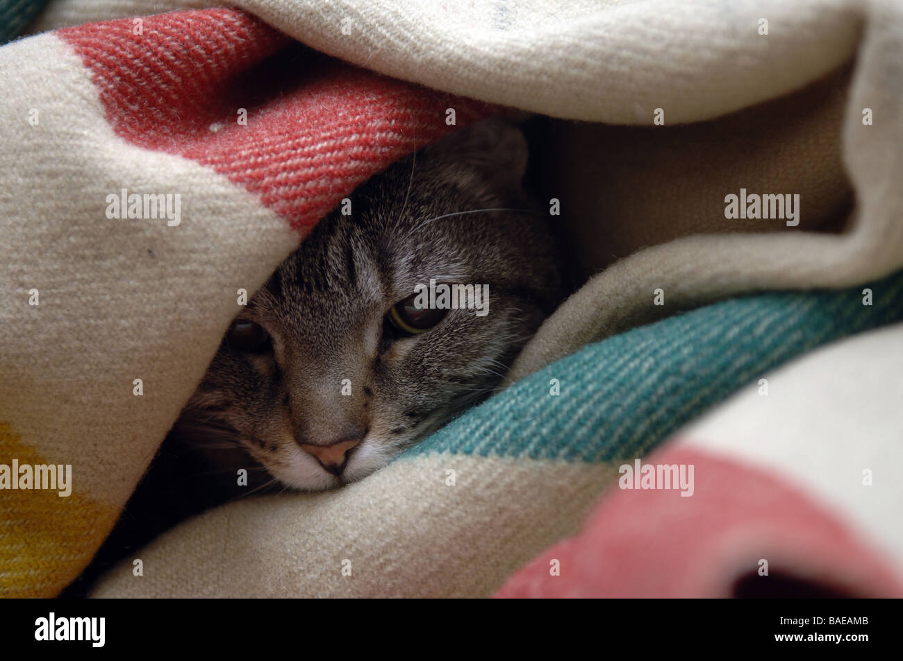 Oni an eight year old rescued domestic short hair cat burrows under the covers Stock Photo Alamy