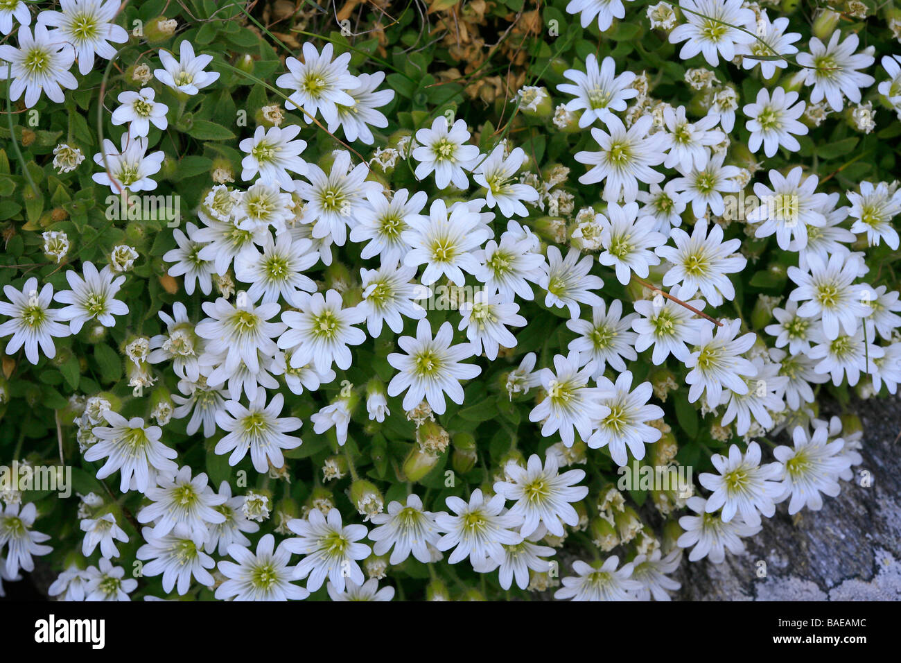 Cerastium alpinum Stock Photo