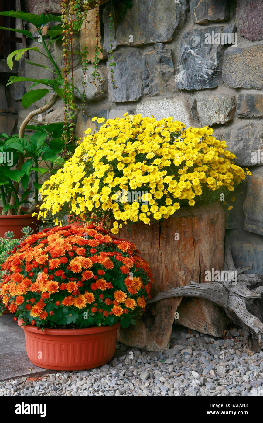 Korean chrysanthemum Stock Photo