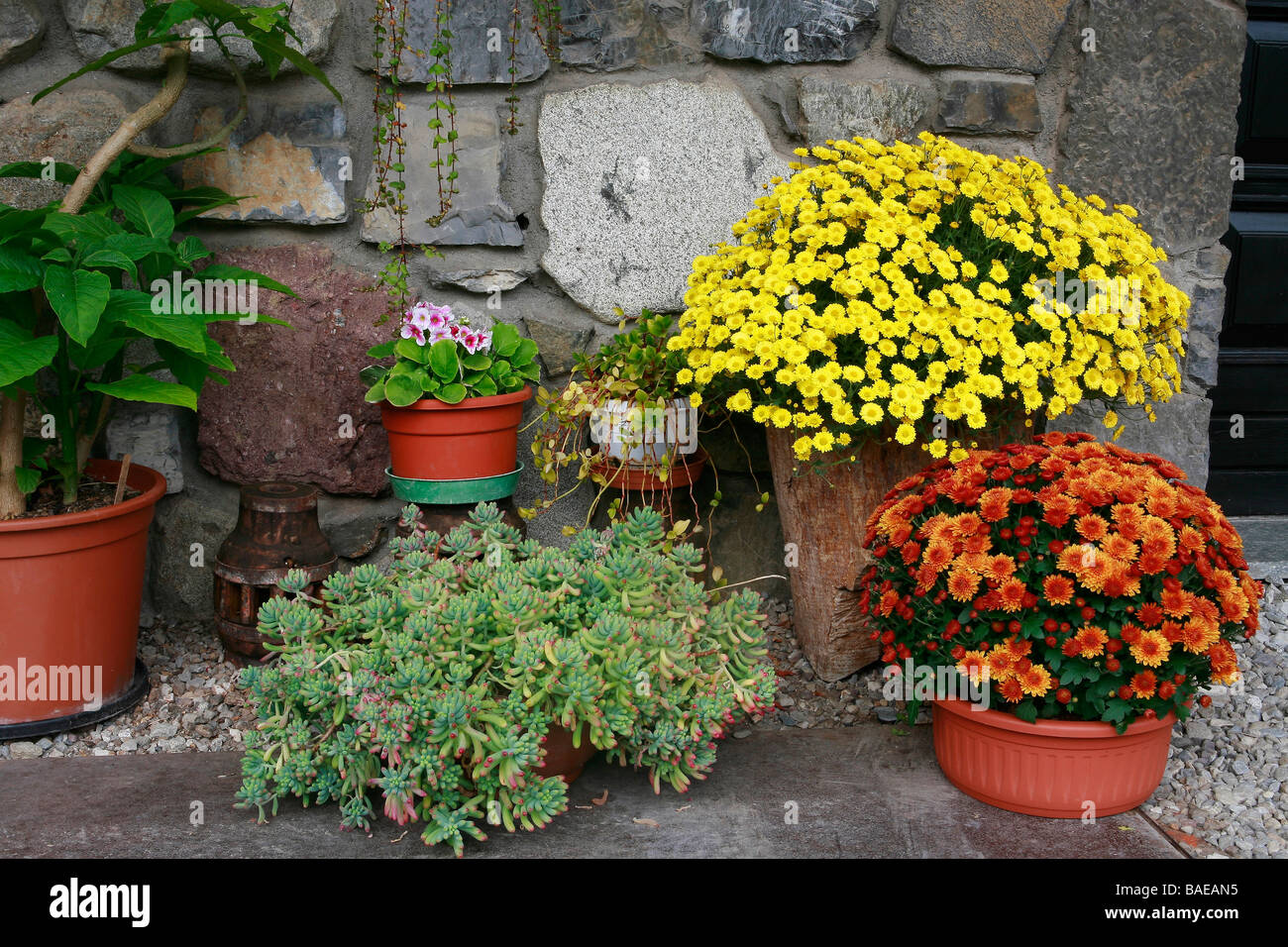 Sedum, Primula obconica, Peperomia and korean chrysanthemum Stock Photo