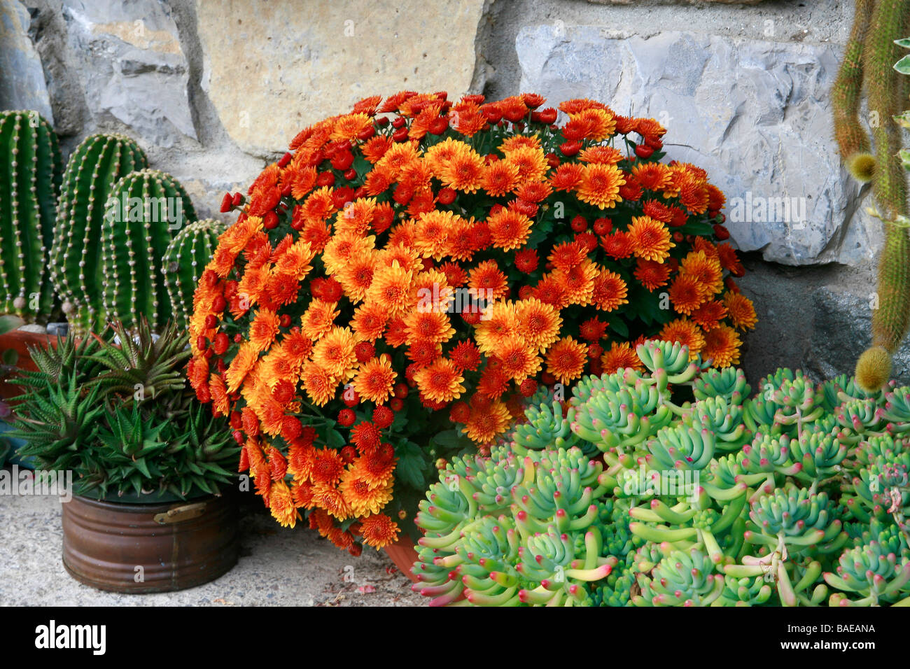 Cactus, korean chrysanthemum and Sedum Arabis pumila Stock Photo