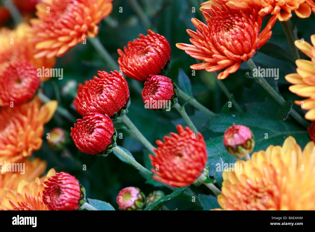 Korean chrysanthemum Stock Photo