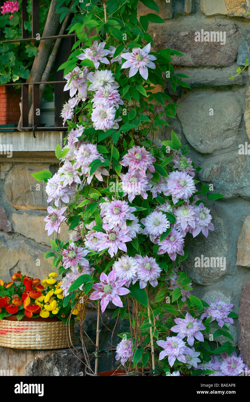 Clematis Josephine Arabis Stock Alamy pumila - Photo