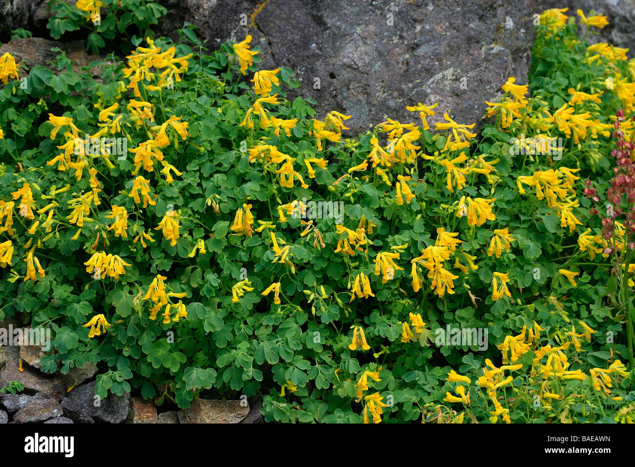 Corydalis lutea Stock Photo