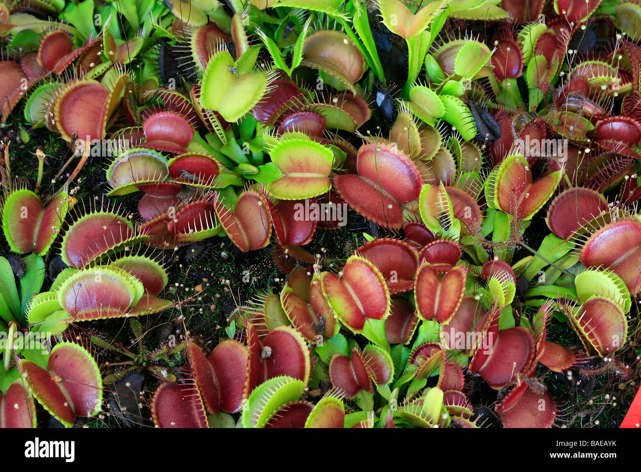 Dionaea muscipula Sawtooth Stock Photo