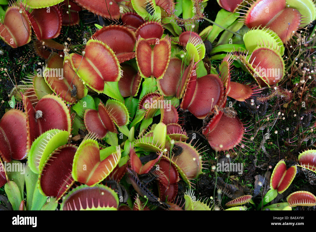 Dionaea muscipula Sawtooth Stock Photo