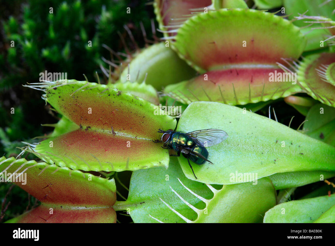 Dionaea muscipula Stock Photo - Alamy